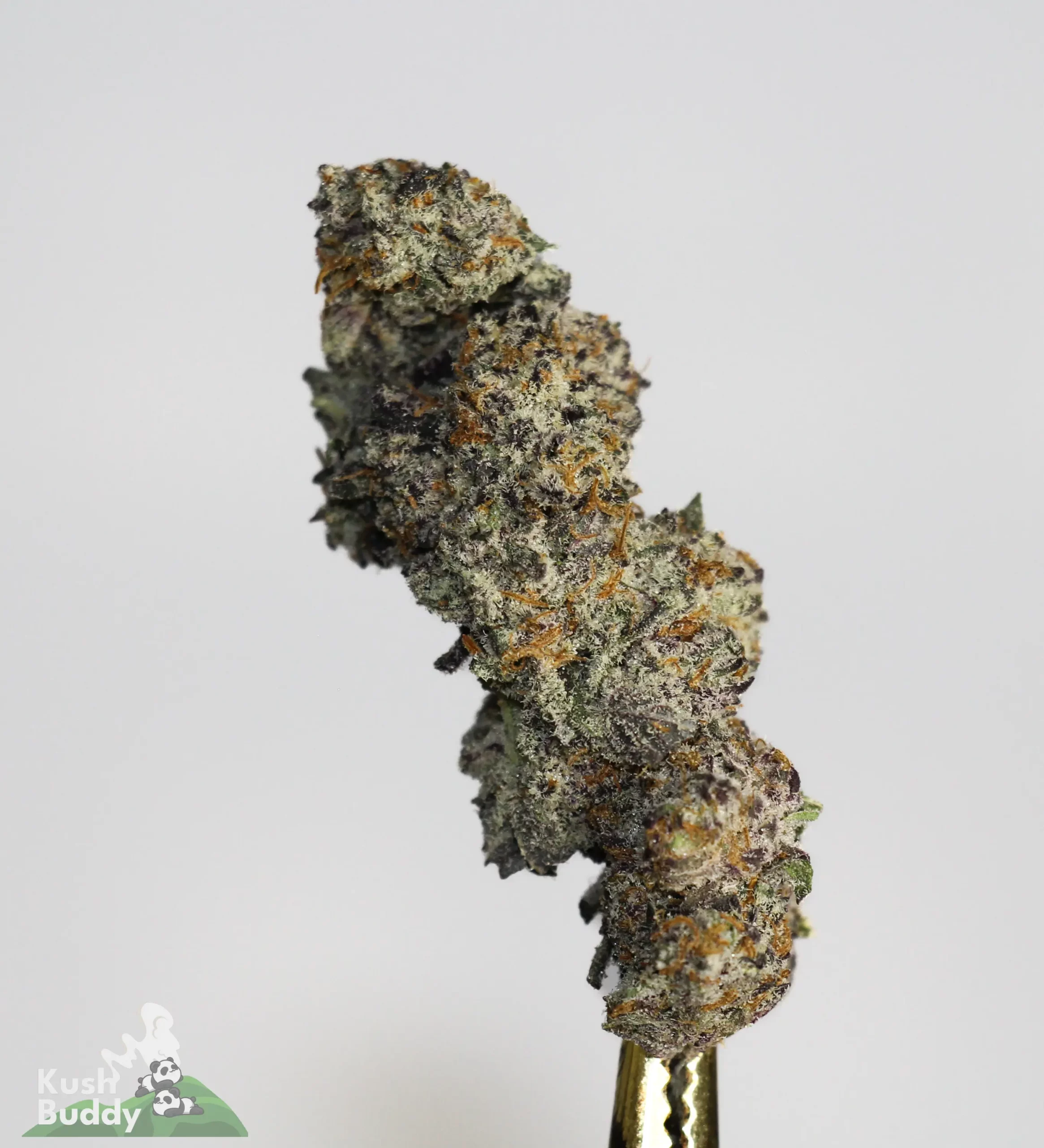 Pink Pussy Strain Buy Bulk Weed Online
