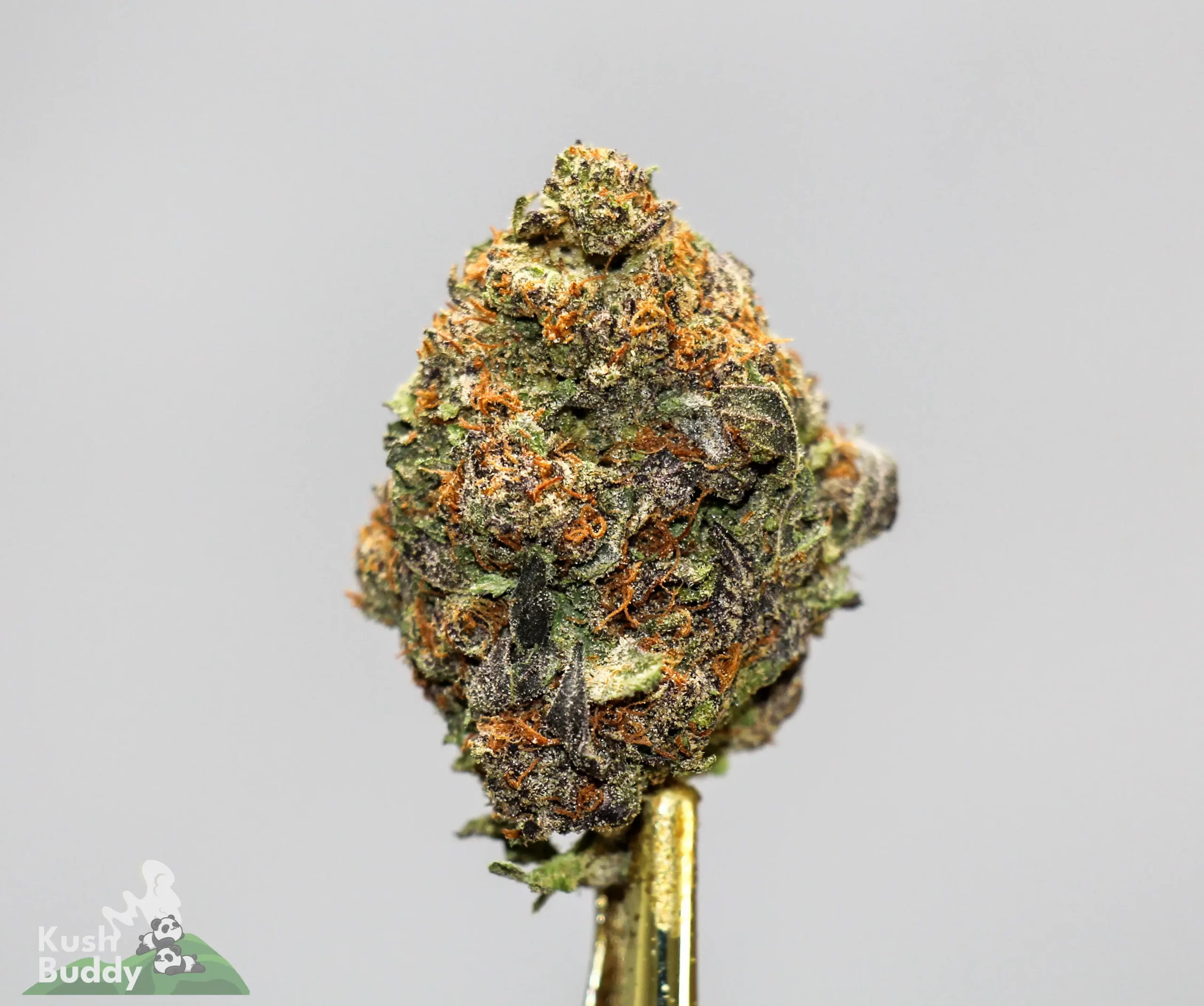 (AAA+) Gorilla Glue #4 x Bubba OG