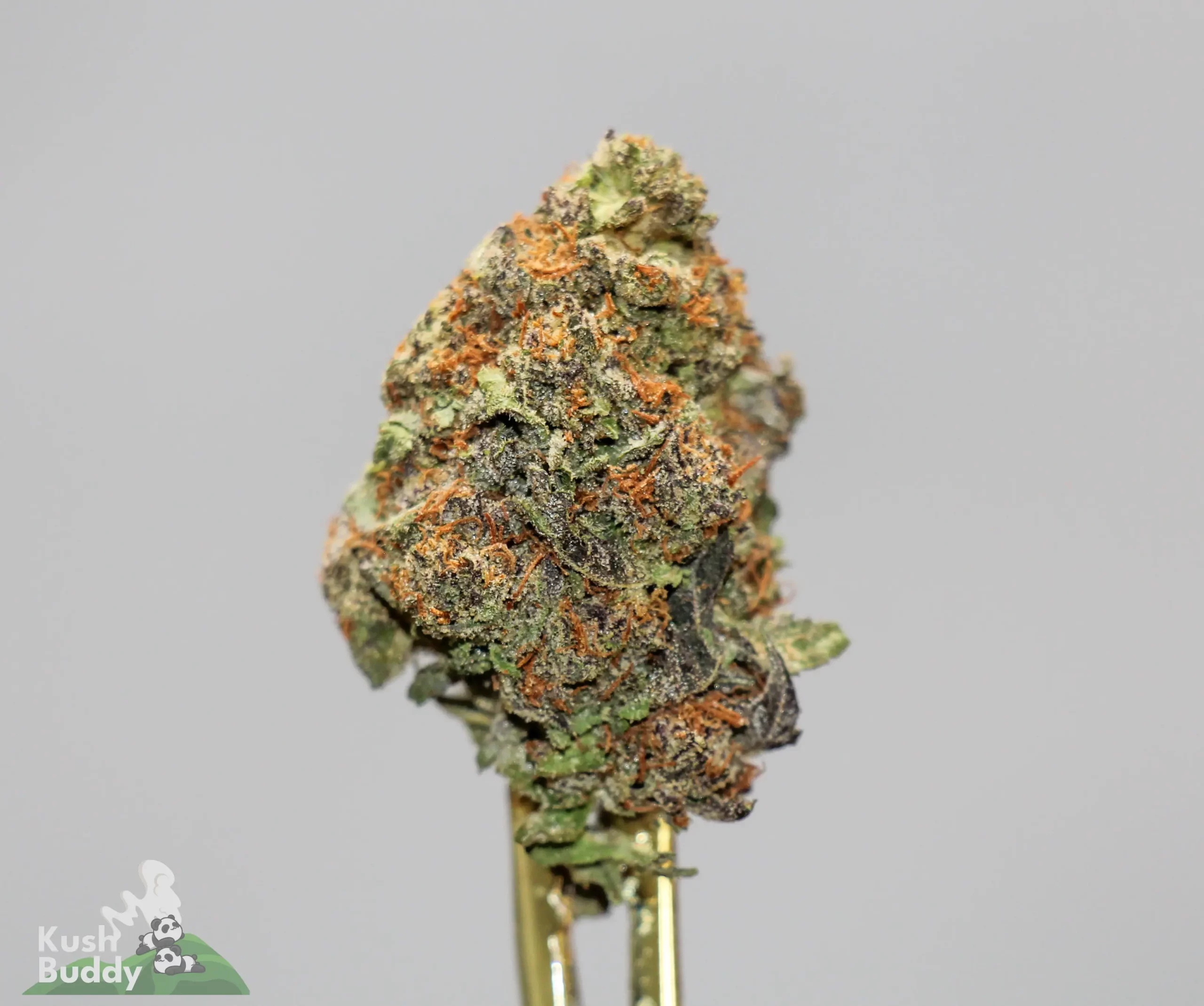 (AAA+) Gorilla Glue #4 x Bubba OG - Image 2