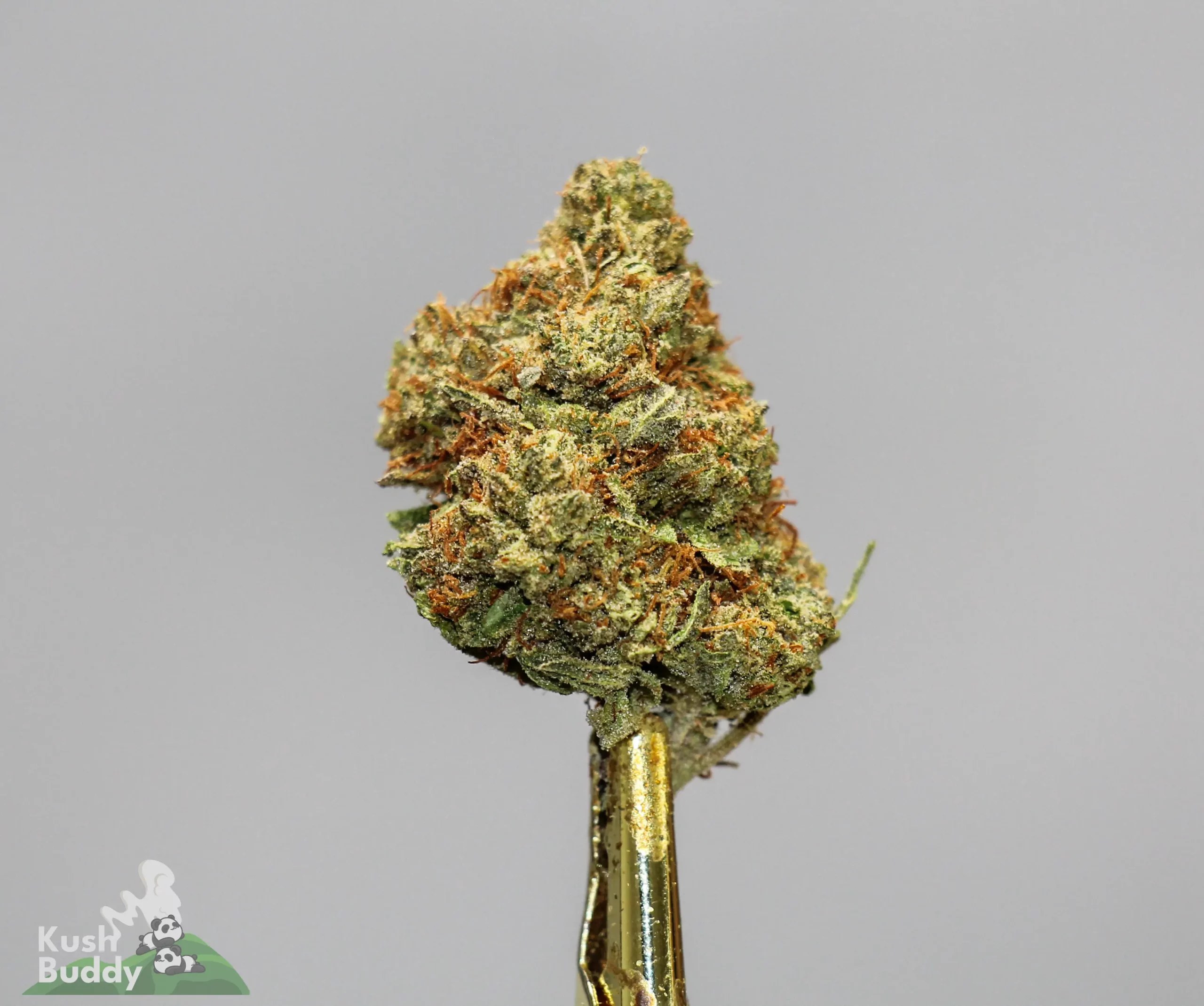 (AAA+) Gorilla Glue #4 x Bubba OG - Image 3