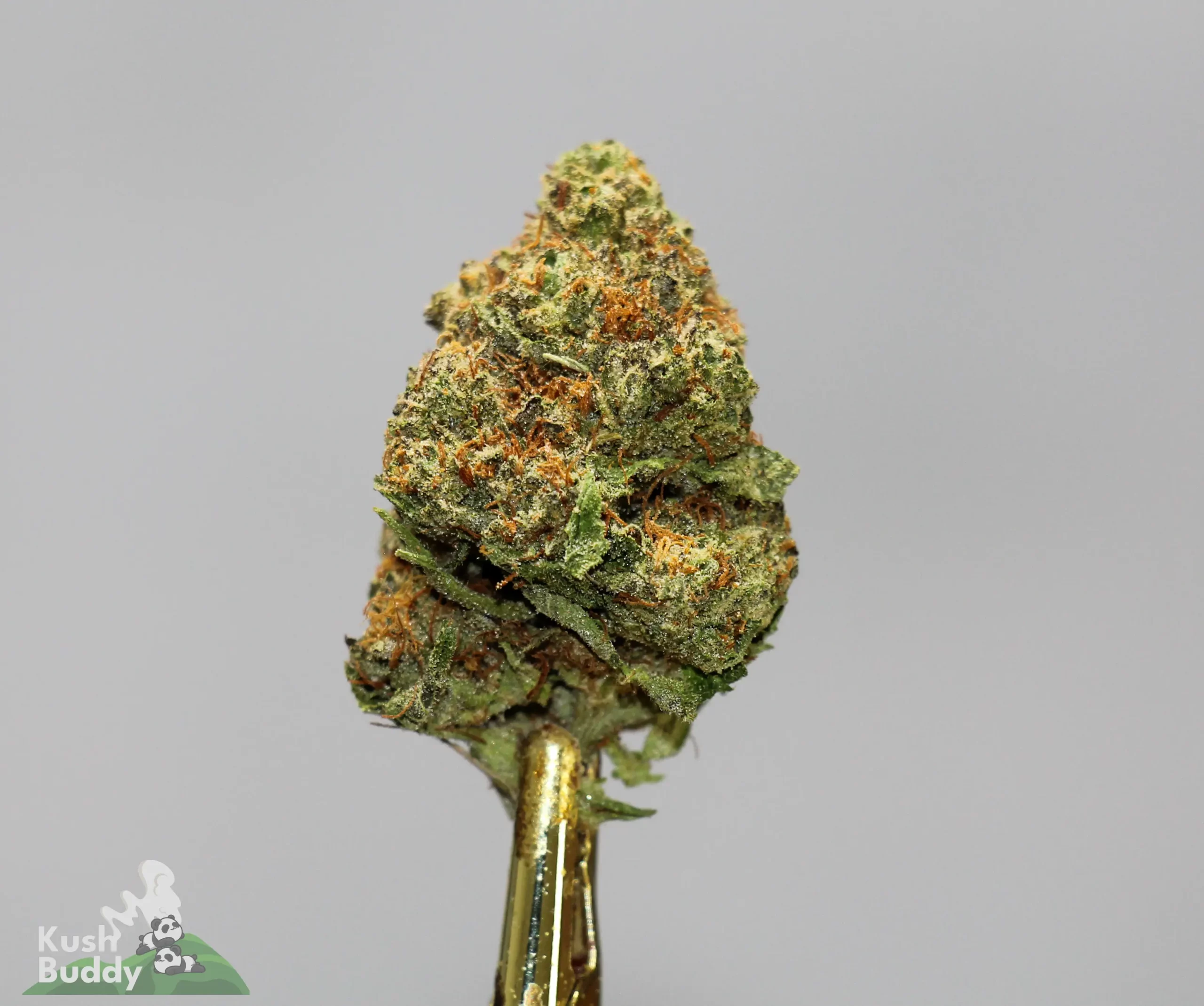 (AAA+) Gorilla Glue #4 x Bubba OG - Image 4