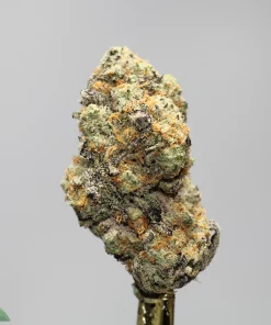 Close-up of a frosty cannabis bud with orange hairs against a neutral gray background, with a Kush Buddy logo in the lower left corner.