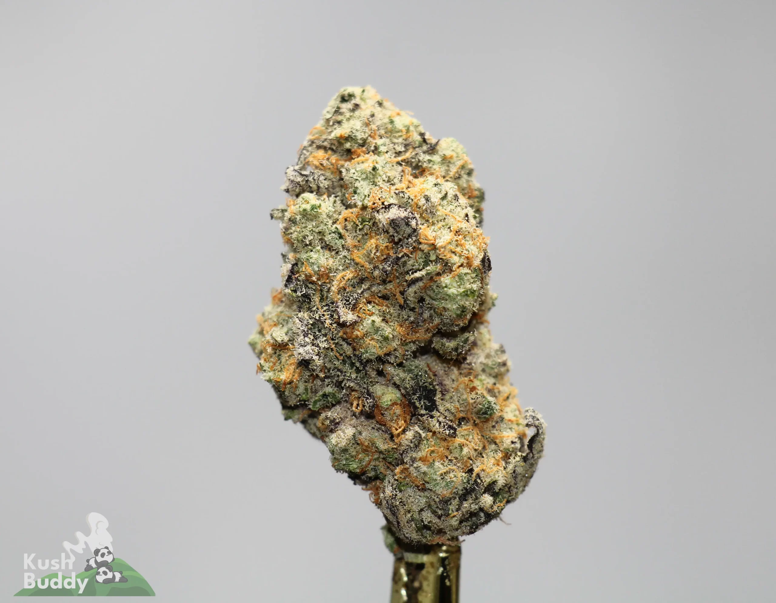 Close-up of a frosty cannabis bud with orange hairs against a neutral gray background, with a Kush Buddy logo in the lower left corner.