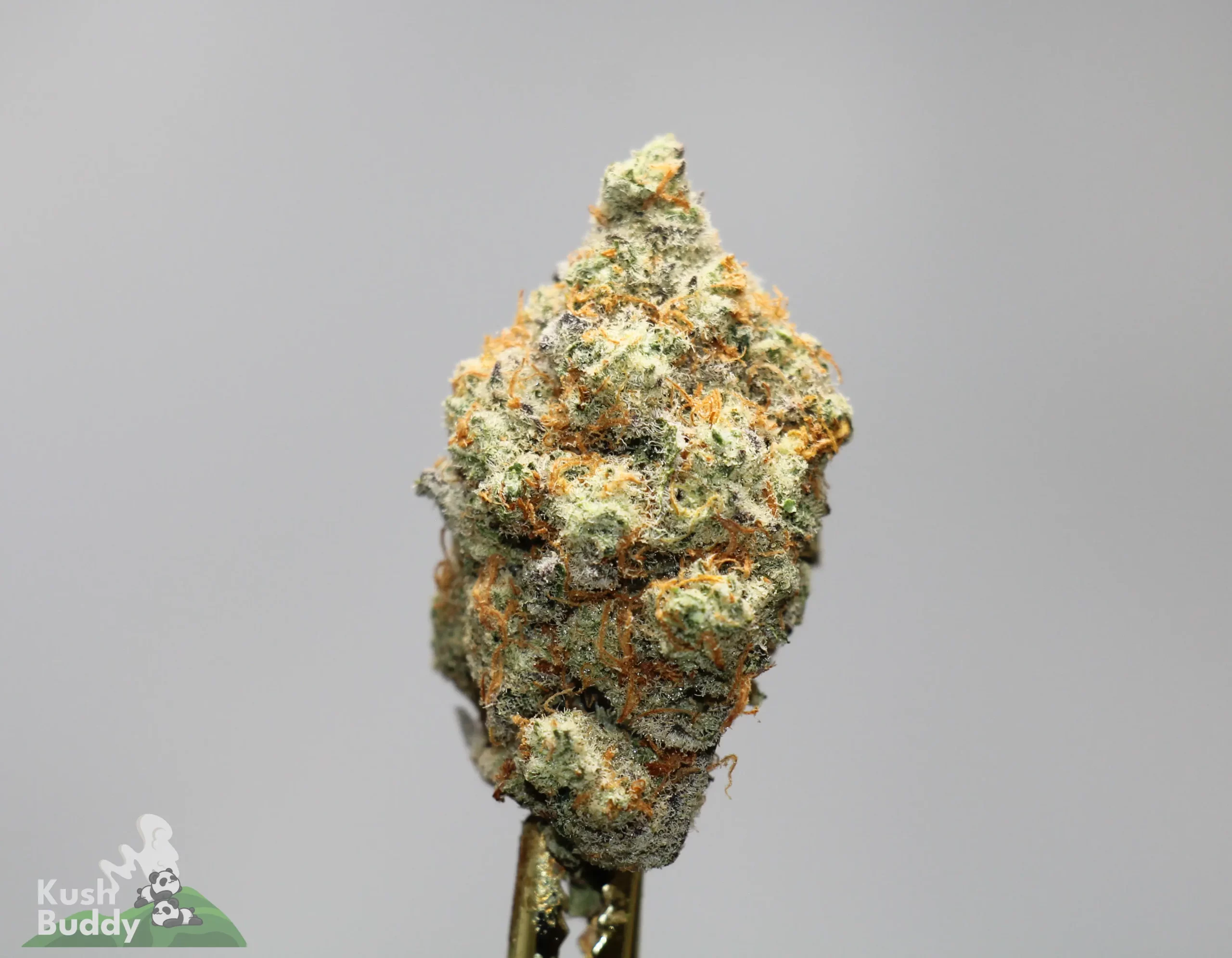 Close-up of a frosty cannabis bud with orange pistils against a pale gray background; trichomes visible on surface.
