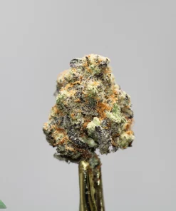 Close-up of a frosty cannabis bud covered in trichomes with orange pistils against a gray background as the stem is visible below.