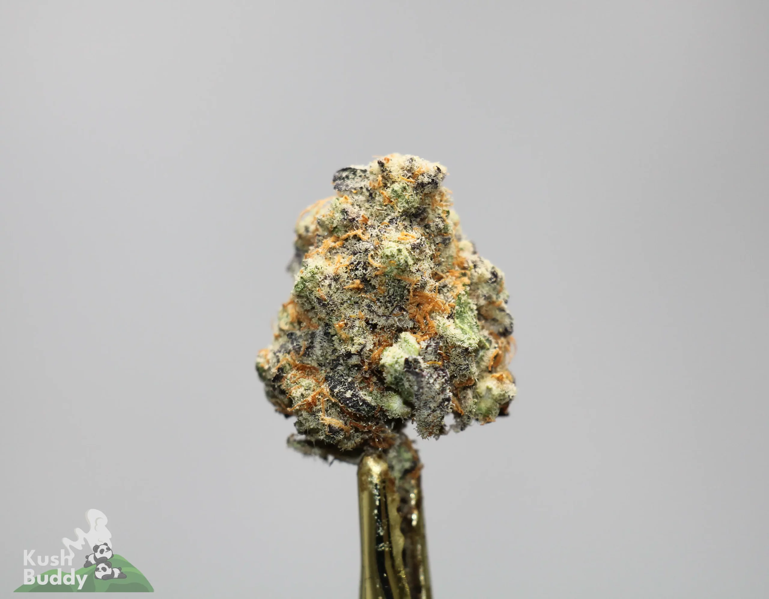 Close-up of a frosty cannabis bud covered in trichomes with orange pistils against a gray background as the stem is visible below.