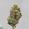 Macro shot of a frosty cannabis bud with orange pistils on a metal dab tool against a gray background