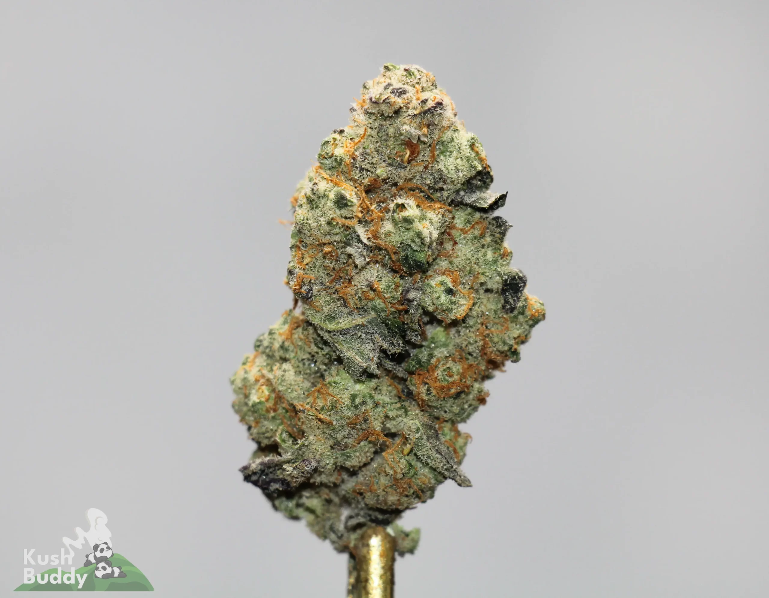 Macro shot of a frosty cannabis bud with orange pistils on a metal dab tool against a gray background