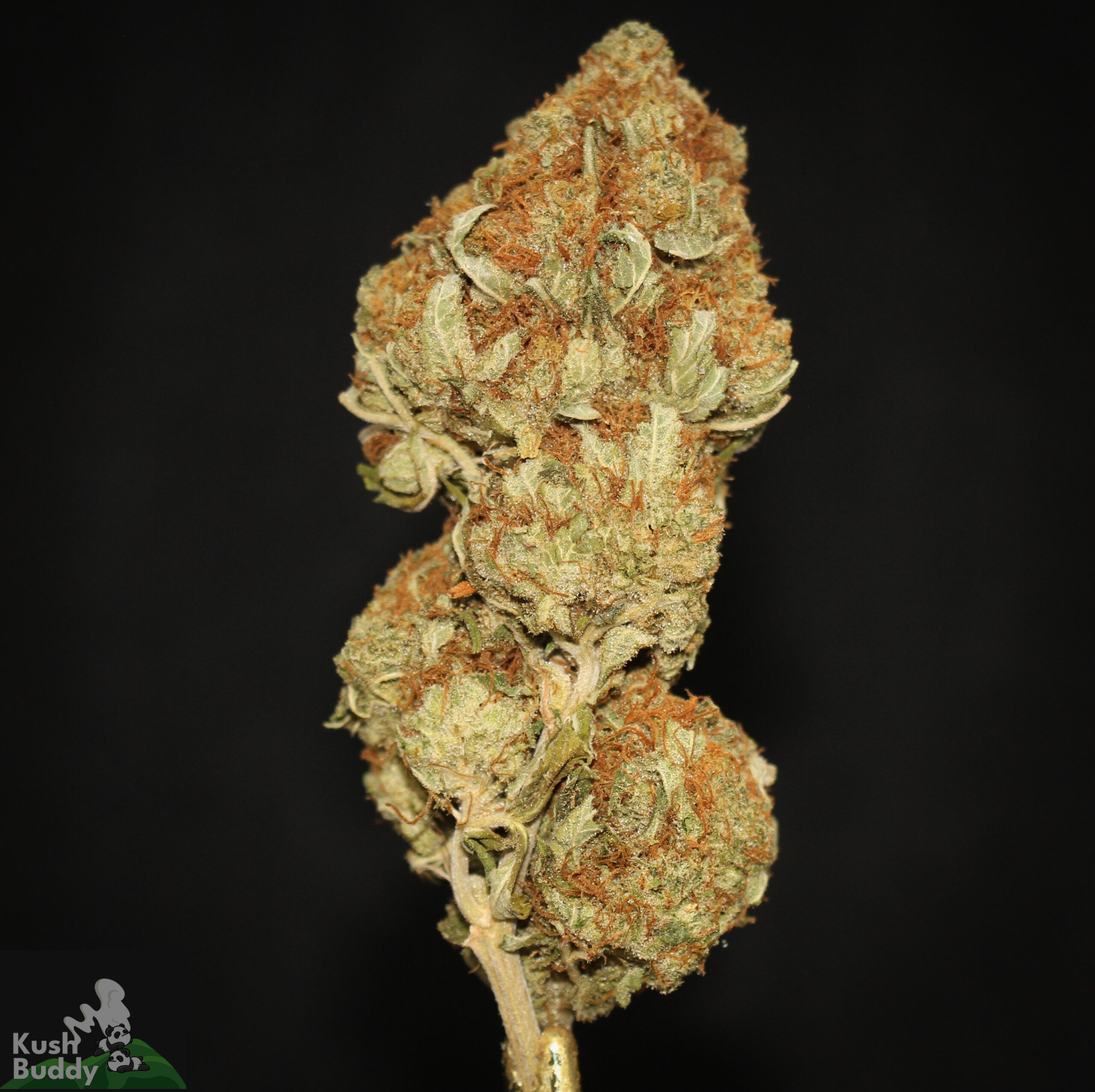 Buy Gorilla Glue 4 Online Weed Strain Kush Buddy