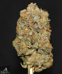 Black Series – OG Shark