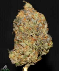 Black Series – OG Shark - Image 2