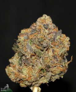 Black Series – OG Shark - Image 3