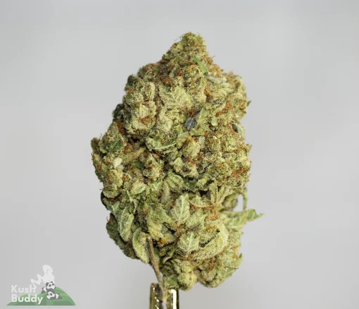 (AAAA - Bulk) Death Bubba