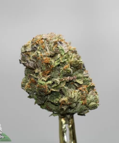 Close-up of a frosty cannabis bud with green leaves and orange hairs on a stem.
