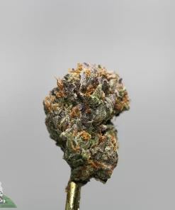 Close-up of a frosty cannabis bud with green, purple hues and orange hairs, against a gray background.