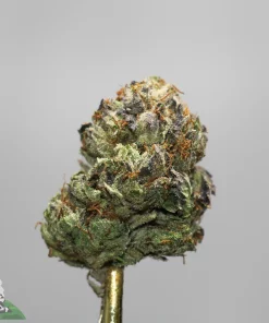Close-up of a frosty cannabis bud with orange hair against a gray background, macro shot.