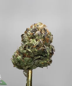 Close-up of a frosty cannabis bud with green and purple hues and orange hairs on a neutral background.