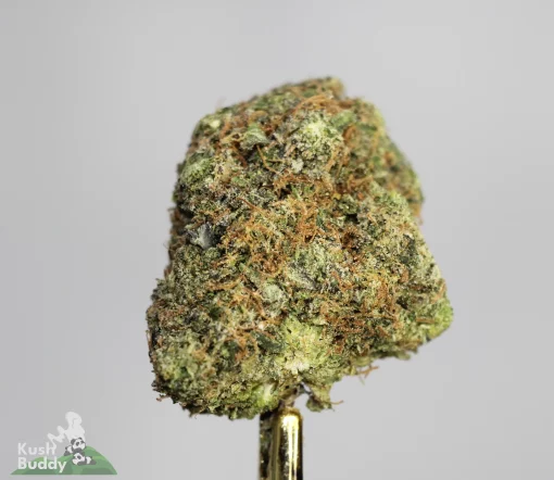 (AAAA) Death Bubba