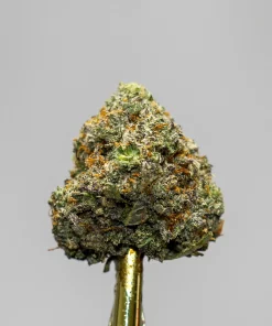 Close-up of a frosty cannabis bud with green and orange hairs on a gold stem, featuring Kush Buddy watermark in the corner.