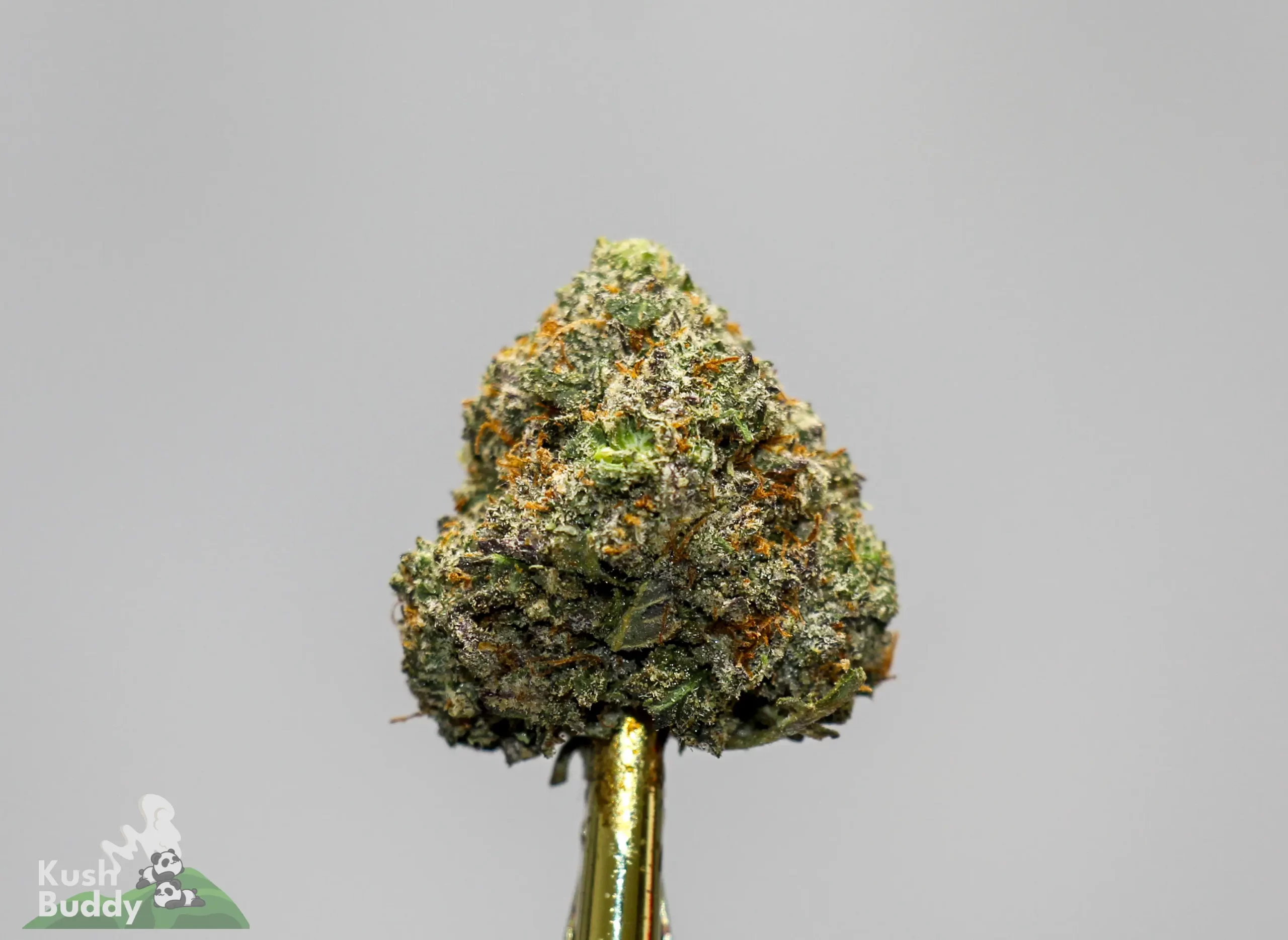 Close-up of a frosty cannabis bud with green and orange hairs on a gold stem, featuring Kush Buddy watermark in the corner.