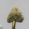 Close-up of a frosty cannabis bud with green leaves and orange hairs on a gold dab tool