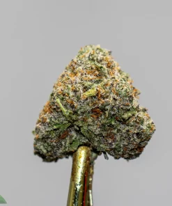 Close-up of a frosty cannabis bud with green leaves and orange hairs on a gold dab tool