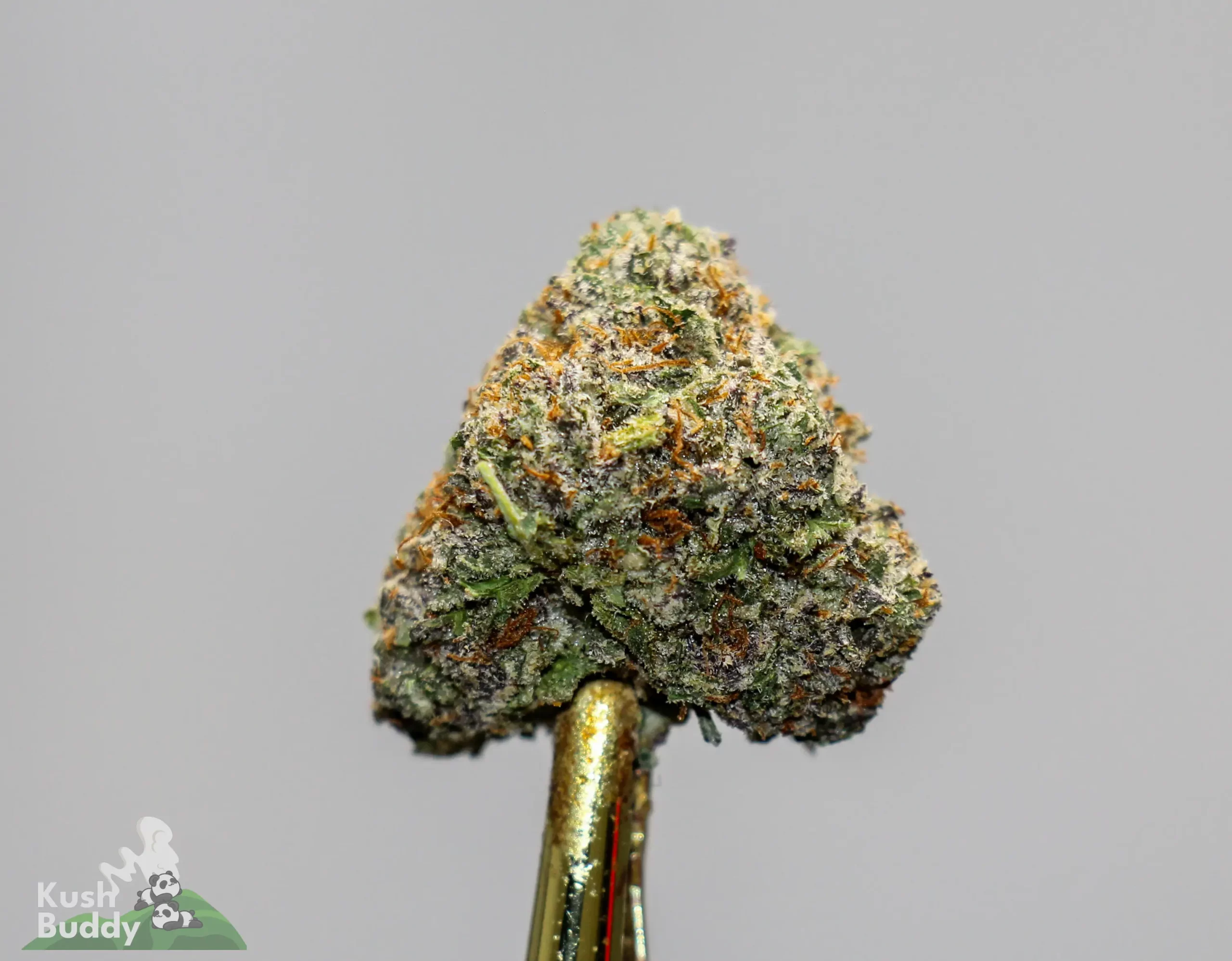 Close-up of a frosty cannabis bud with green leaves and orange hairs on a gold dab tool