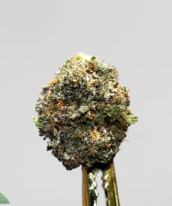 Close-up of a cannabis flower bud covered in frosty trichomes against a light gray background.