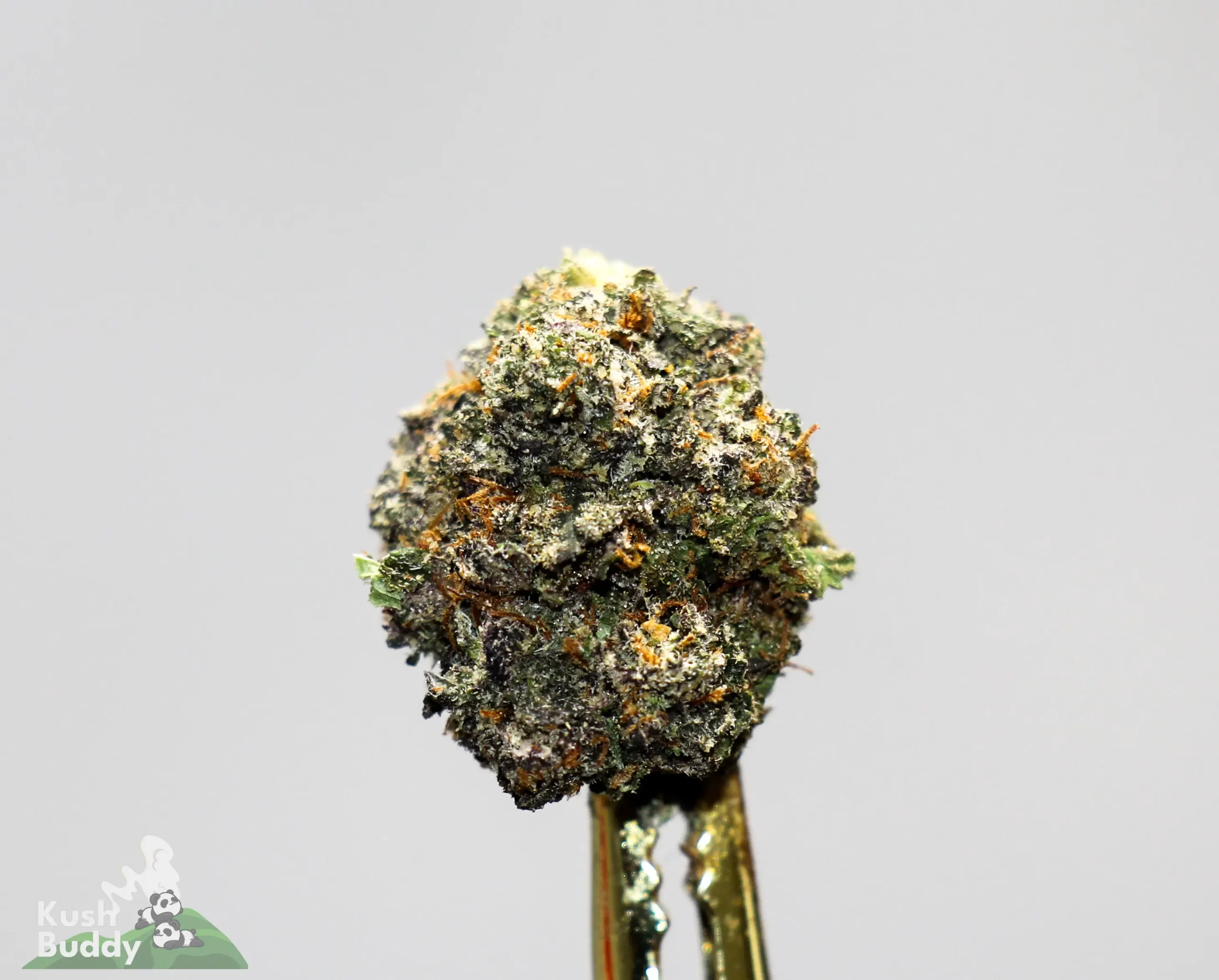 Close-up of a cannabis flower bud covered in frosty trichomes against a light gray background.