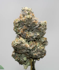 Close-up of a frosty cannabis bud with green and purple hues and orange pistils against a gray background.