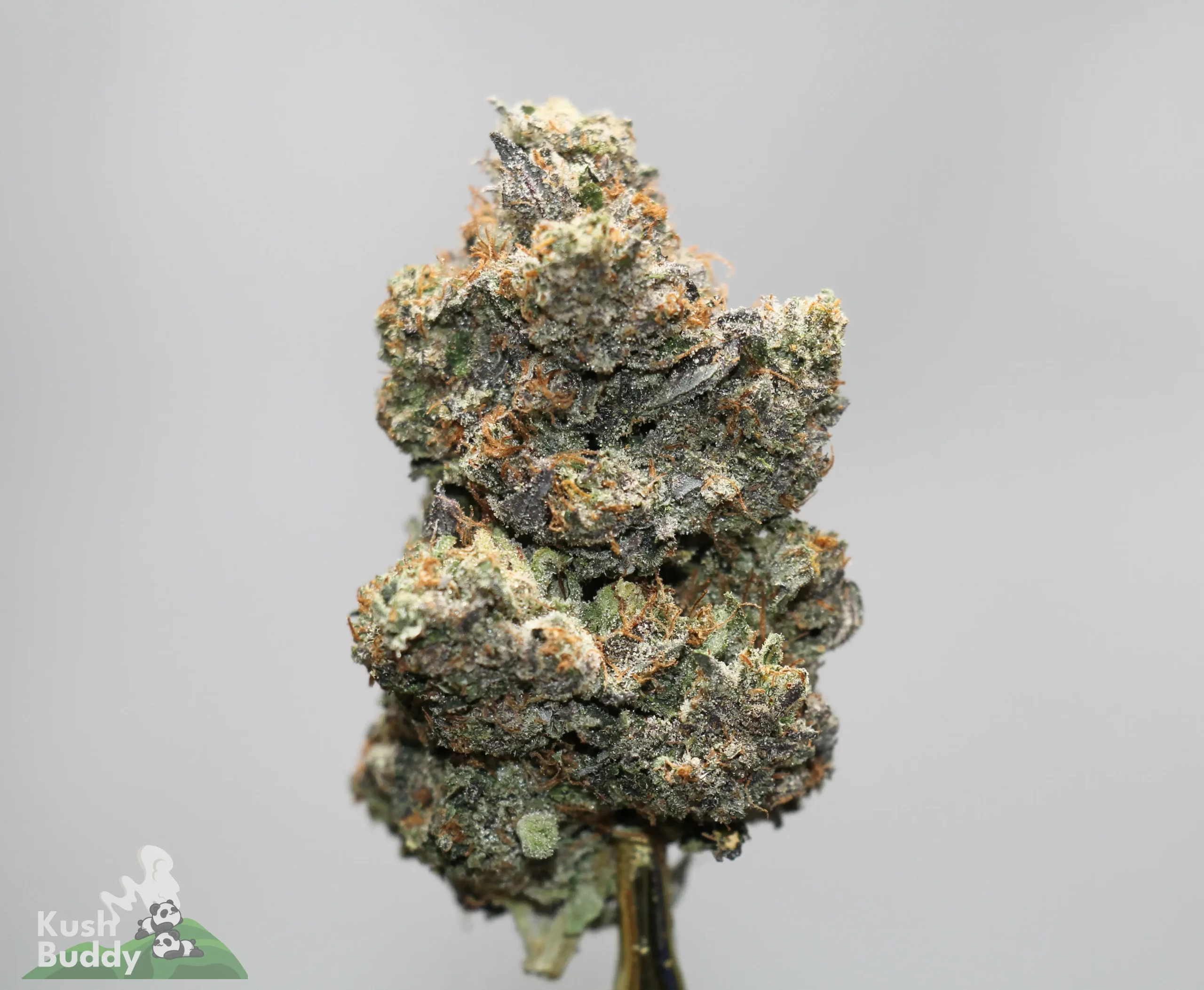 Close-up of a frosty cannabis bud with green and purple hues and orange pistils against a gray background.