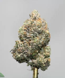 Close-up of a frosty cannabis bud with orange hairs against a plain gray background, showing dense trichomes.