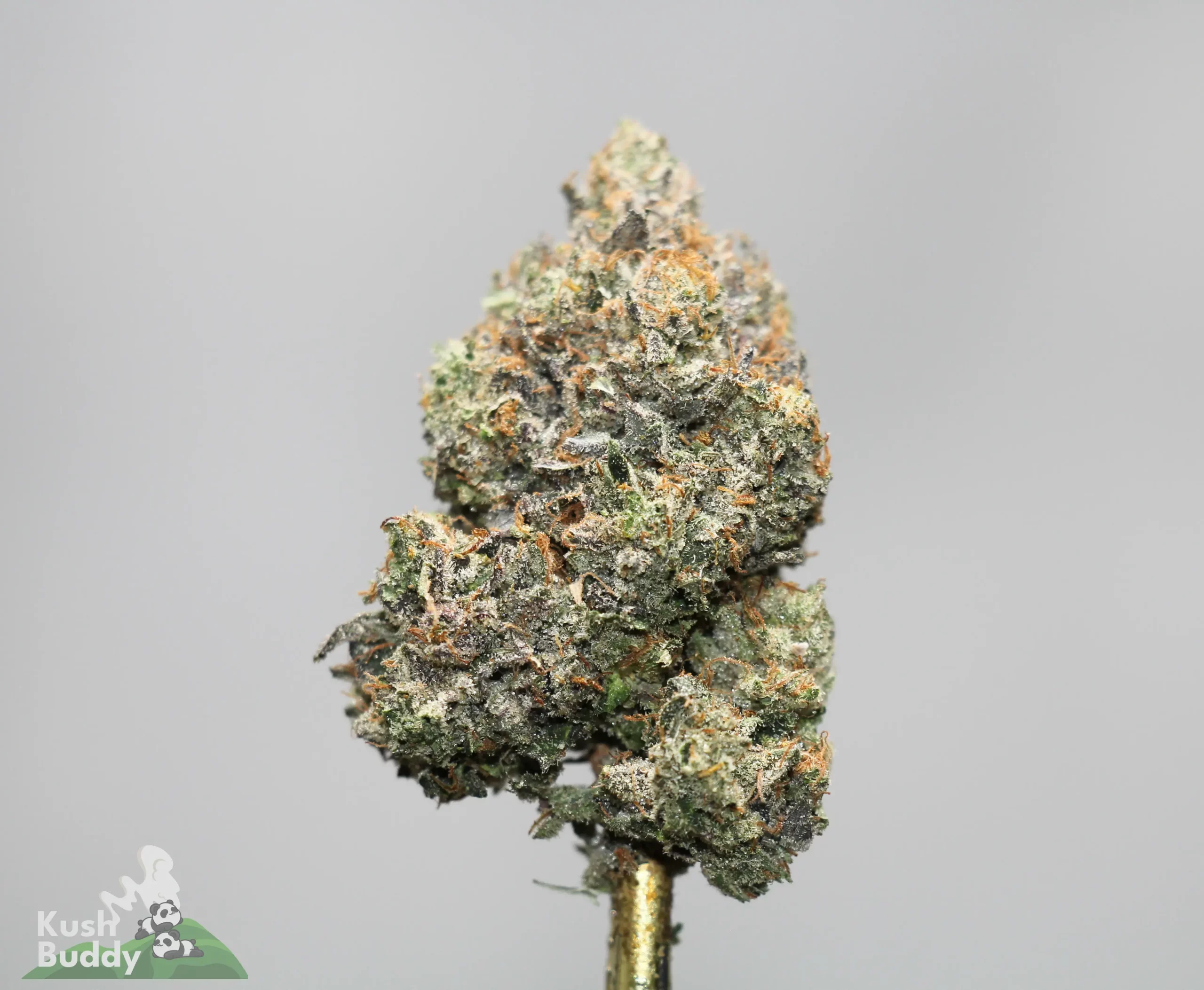 Close-up of a frosty cannabis bud with orange hairs against a plain gray background, showing dense trichomes.