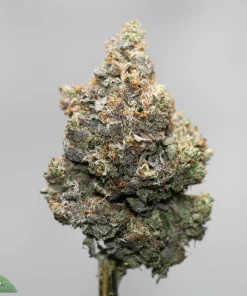 Close-up of a frosty cannabis bud with orange hairs against a gray background, showing trichomes and dense resin.