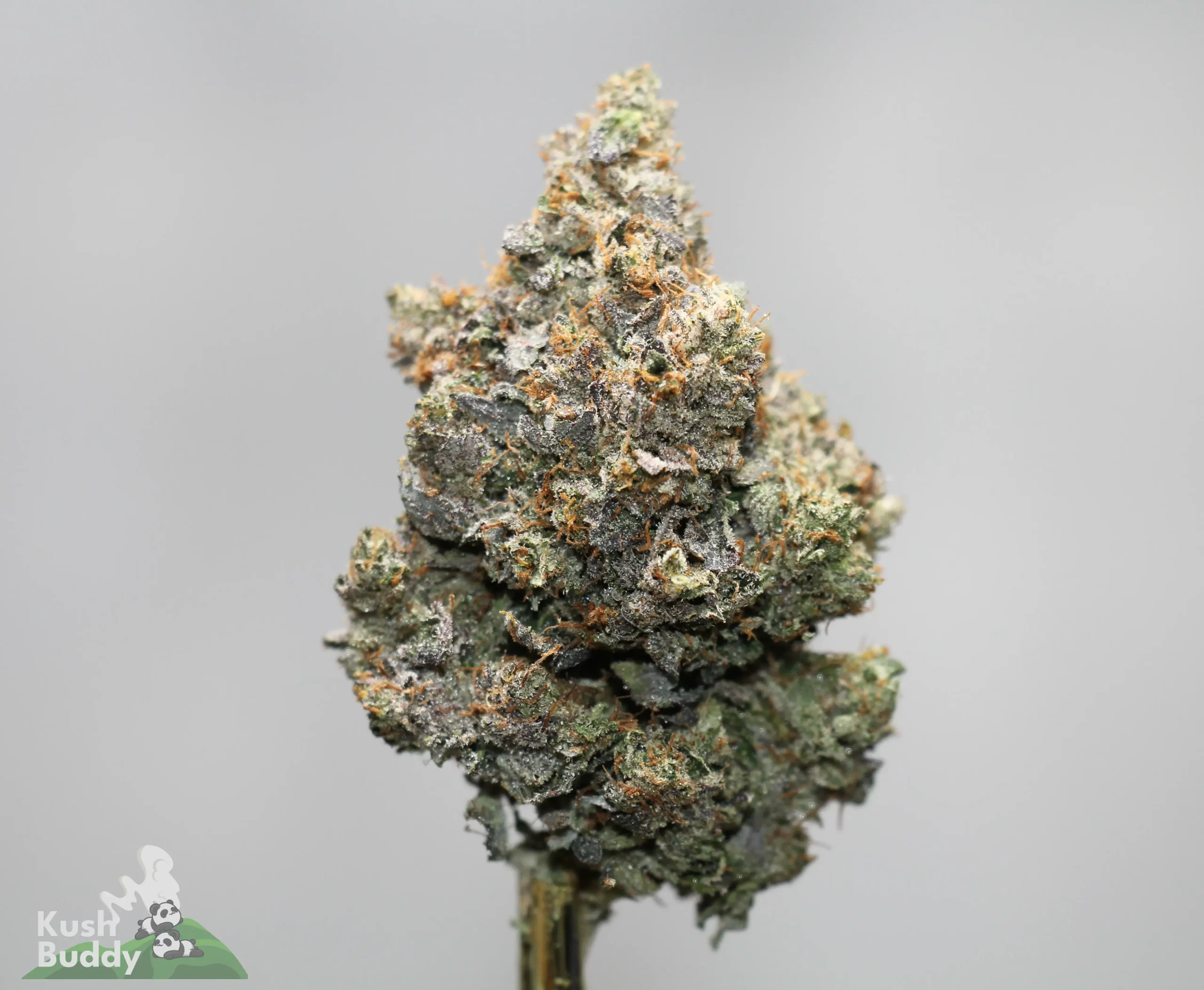 Close-up of a frosty cannabis bud with orange hairs against a gray background, showing trichomes and dense resin.