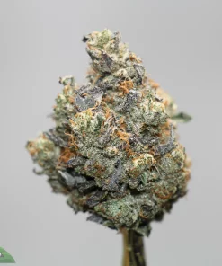 Close-up of a frosty cannabis bud with orange hairs on a gray background, showing dense trichomes and dark green leaves.