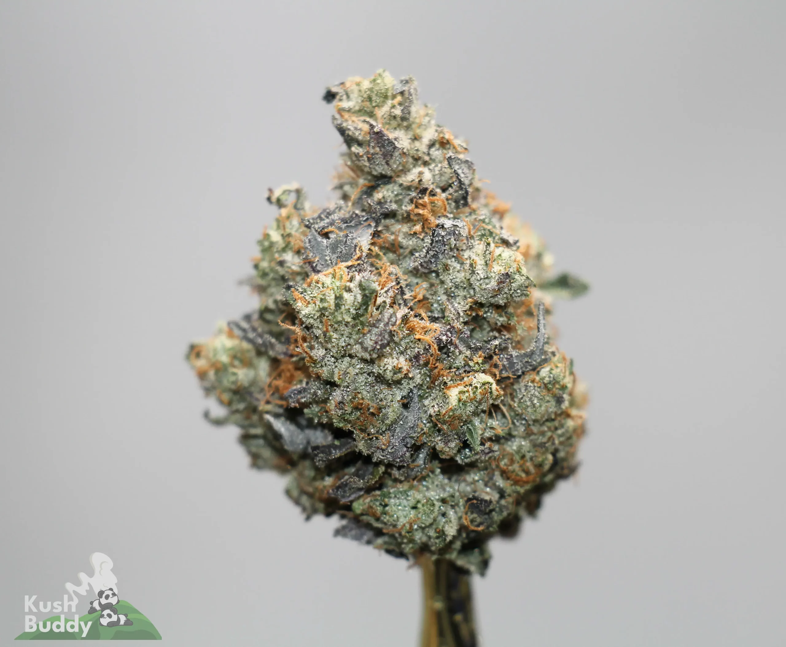 Close-up of a frosty cannabis bud with orange hairs on a gray background, showing dense trichomes and dark green leaves.