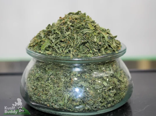 Premium Cannabis Shake with loose green leaf and small flower material in a glass jar