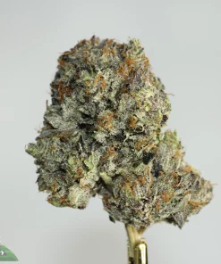 Black Series -  Blue Fin Tuna x Pink Fuel - LSO