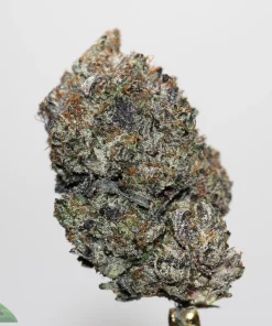 Black Series - Bulk - Blue Fin Tuna x Bubblegum - LSO