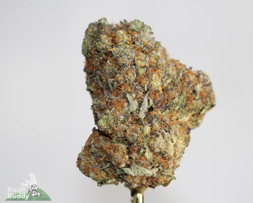 Black Series - White Rhino