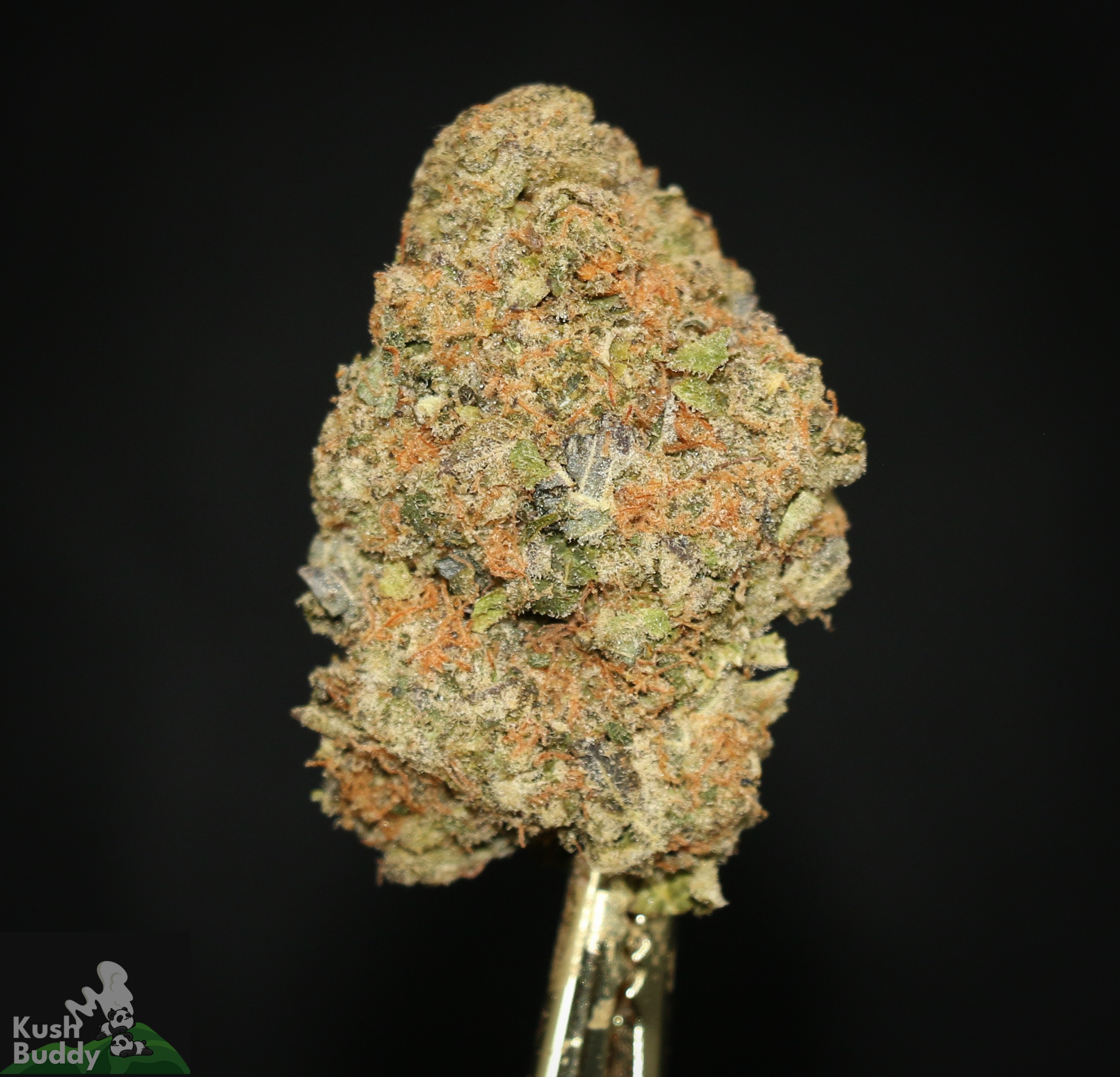 (AAA) Jalebi Baby x Hindu Kush - Image 2