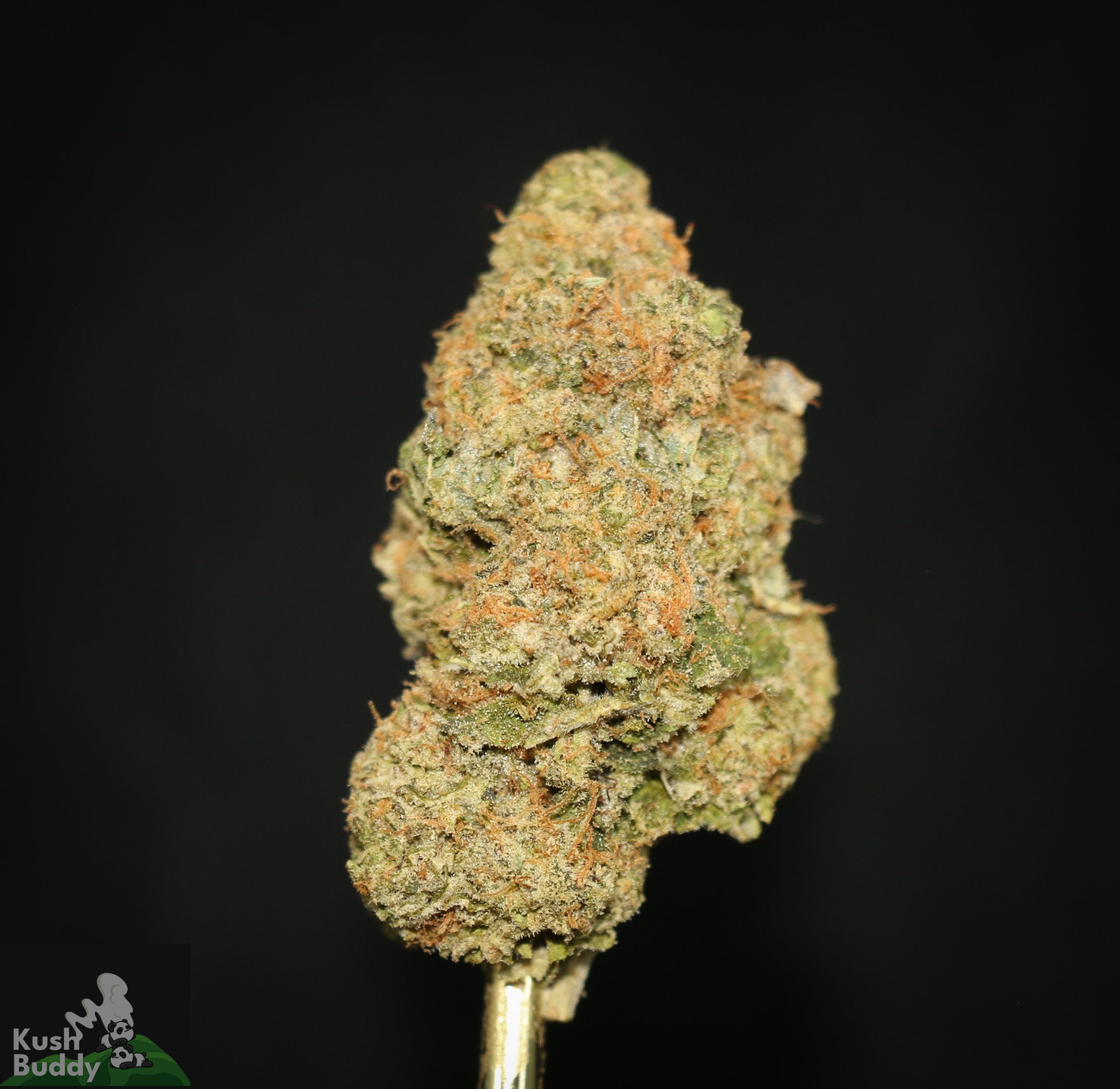 (AAA) Jalebi Baby x Hindu Kush