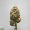 Close-up of a frosty cannabis bud with orange hairs held on a metal skewer against a light gray background.