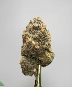 Close-up of a frosty cannabis bud with orange hairs held on a metal skewer against a light gray background.