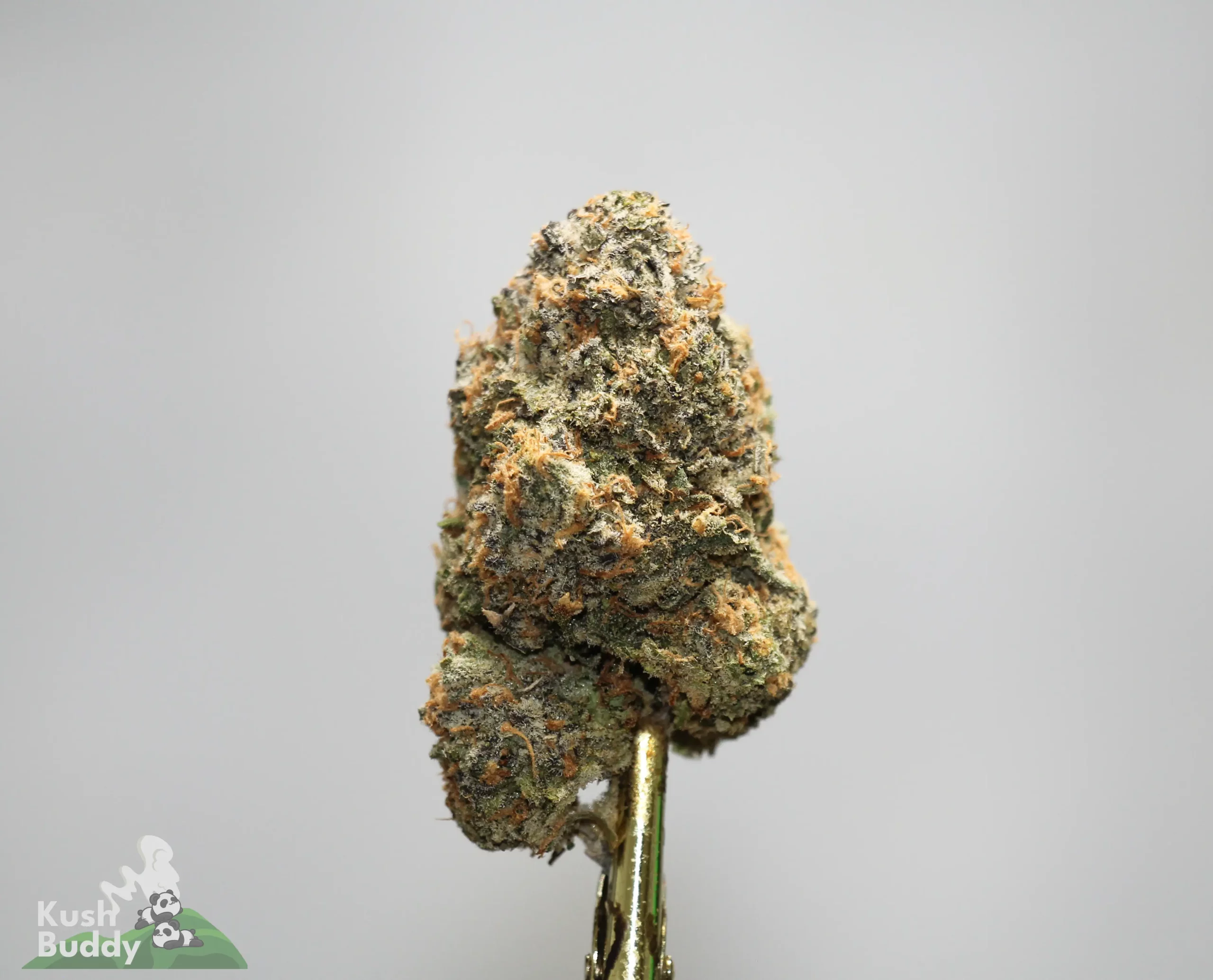 Close-up of a frosty cannabis bud with orange hairs held on a metal skewer against a light gray background.