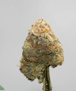 Close-up of a frosty cannabis bud with orange hairs on a pale background; Kush Buddy watermark visible.
