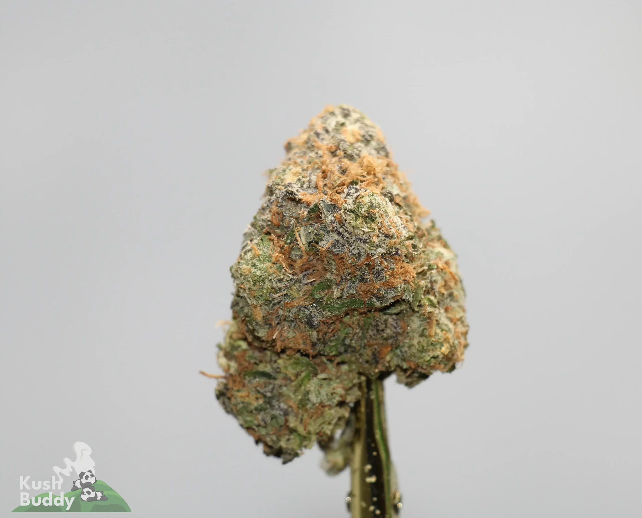 Close-up of a frosty cannabis bud with orange hairs on a pale background; Kush Buddy watermark visible.