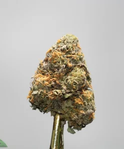 Close-up of a cannabis flower bud with orange pistils and frosty trichomes on a gold stem against a gray background.
