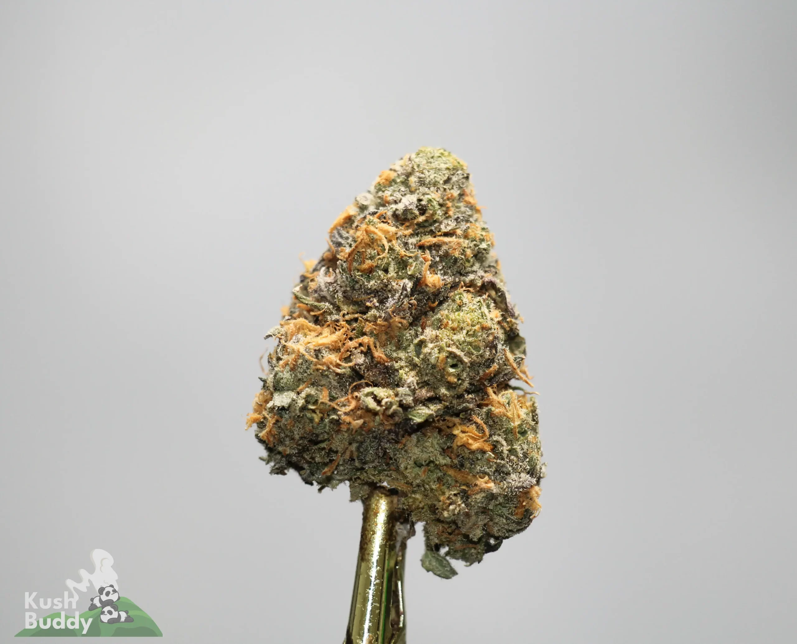 Close-up of a cannabis flower bud with orange pistils and frosty trichomes on a gold stem against a gray background.